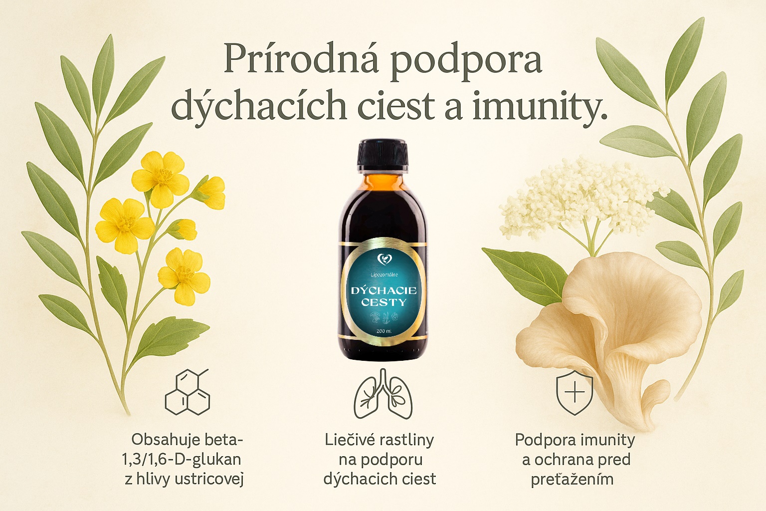 Dýchacie cesty popis